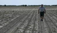 Pablo Giailevra camina en su campo de algodón durante una sequía en curso en Tostado, provincia de Santa Fe, Argentina, el 18 de enero de 2023
