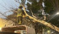 Un bombero de la CDMX retira un árbol que se desprendió desde su raíz por los fuertes vientos en Lago Kolind, colonia Pensil de la alcaldía Miguel Hidalgo