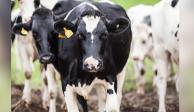 La Estrategia de Acompañamiento Técnico (EAT) en leche, que es parte del Programa Producción para el Bienestar, atiende y beneficia a tres mil 376 ganaderos lecheros.