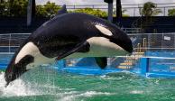 Lolita, la orca más solitaria del mundo, murió este viernes.