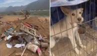 En Ensenada Baja California, una constructora destruyó un albergue de animales rescatados, pese a que dentro del lugar había perritos y gatitos refugiados; usaron maquinaria pesada para aplastar sus jaulas y asesinarlos.