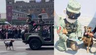 'Lomito' callejero que robó miradas durante desfile militar, ¡ya es Cadete!