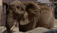 Ely es considerada la elefanta más triste del mundo.