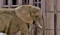Ely, la elefanta más triste del mundo.