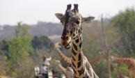 PUEBLA, PUEBLA, 27ENERO2023.-&nbsp;La jirafa "Benito" fue integrada con su nueva manada en Africam Safari, parque de conservación de vida silvestre, tras un periodo de observación en aislamiento.
