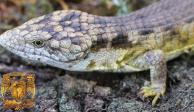 Esta nueva lagartija fue descubierta en Chiapas.