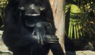 Un zoológico de Suecia mató a 3 chimpancés por huir.