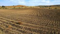 El presidente de la Comisión de Ganadería en San Lázaro acusó que desde la Federación hay un abandono para los productores agrícolas