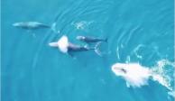 Avistan ballenas en costas de Zihuatanejo (VIDEO)