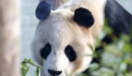 Un panda se electrocuta en zoológico de Gran Bretaña