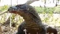 Dragón de Komodo devora a mono de un bocado