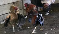 Gallo de peleas ataca a navajazos a su dueño durante un duelo en un palenque de Colima