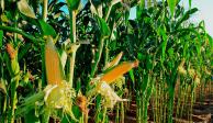 CNA señala que a pesar de que se ha registrado una buena temporada de lluvias, la producción de maíz grano ha tenido un paso lento.