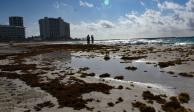 Este sábado se registró el arribo de grandes cantidades de sargazo en diversas playas de Quintana Roo