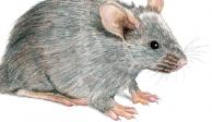 El primer caso de hantavirus fue detectado en una mujer de Michigan, quien realizó limpieza en una vivienda infestada de roedores.&nbsp;