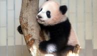Causa furor bebé panda en Japón; 250 mil la quieren visitar