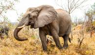 Se reporta que el elefante es un macho adulto de entre 15 y 16 años.