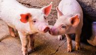 Científicos chinos advierten sobre un posible nuevo virus pandémico en cerdos