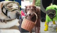 Frida, Eros y Harley, perros para recordar en el Día Mundial del Perro
