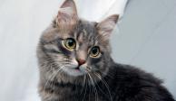 De acuerdo con el zoólogo Desmond Morris, en su libro World Cat-Eciclopedia Felina, los gatos se esconden cuando están enfermos, porque se sientes vulnerables..