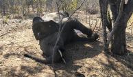 Un elefante muerto en Zimbawe, en agosto.