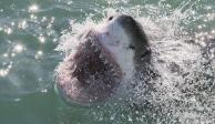 Un hombre que se encontraba surfeando en&nbsp;New Smyrna Beach fue mordido en la cara por un tiburón.&nbsp;