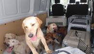 Recientemente, se efectuó una orden de cateo en calle Bellini 51, colonia Peralvillo, para retirar 27 perros q sufrían de maltrato animal.