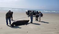 Lobos marinos aparecen muertos en playas de BCS