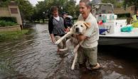 Perro rescatado durante un huracán