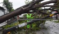 Personal de Protección Civil realiza el retiro de árboles caídos a causa de los fuertes vientos provocados por "Delta".