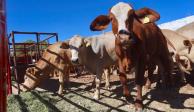 Entrega de ganado a productores de Zacatecas, en imagen de archivo.
