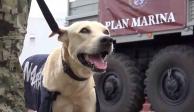 Perro rescatado por la Marina en Tabasco