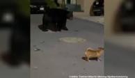 Un perro chihuahua hace frente a un oso que "invadió" su calle.