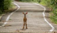 Imagen de un ciervo captado a la mitad de una carretera, en Tulum