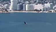 Nueva ballena en las costas de Acapulco.