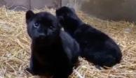 Así lucen los cachorros de jaguar, a días de su nacimiento, en Zoológico de Morelia.