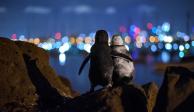El fotógrafo alemán Tobias Baumgaertner publicó la fotografía de los dos pingüinos.