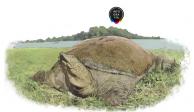 Revive esperanza de salvar a la tortuga Swinhoe, la más rara del mundo; tiene caparazón blando<br>