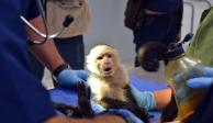 En marzo de 2018 la Sedema rescató a un mono capuccino que deambulaba en calles de Lomas de Chapultepec, en la CDMX.