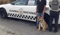 Elementos de la GN rescatan a tigre de bengala en Puebla; lo buscaban desde el 20 de enero