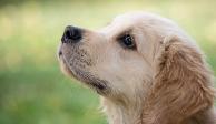 Científicos desarrollaron un dispositivo que puede detectar enfermedades imitando el proceso de olfato que llevan a cabo las narices de los perros