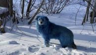 Una jauría de perros callejeros con pelaje teñido de azul, fue sorprendida en medio de una carretera nevada en Rusia