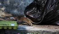 El mal olor y la presencia de ratas amenaza la tranquilidad de vecinos de la colonia 20 de Noviembre