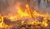 Algunos de los estados más afectados por los incendios forestales de esta semana son&nbsp;Baja California​, Tamaulipas y ​Nuevo León