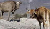 Sequía afecta ganado en Durango