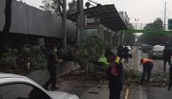 La circulación del Metrobús Potrero se vio afectada por la caída de un árbol&nbsp;