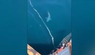 Aterra tiburón gigante a pasajeros de un crucero