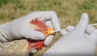 Autoridades sanitarias de China hicieron un llamado a los habitantes de la provincia a evitar el contacto con aves muertas y vivas.
