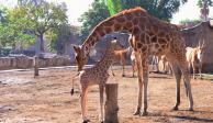 La bebé jirafa se encuentra en buenas condiciones de salud.