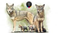 Recae en 8 lobos rojos la esperanza para salvar especie